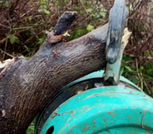 可以用倒鏈拔樹嗎？倒鏈拔樹的方法介紹